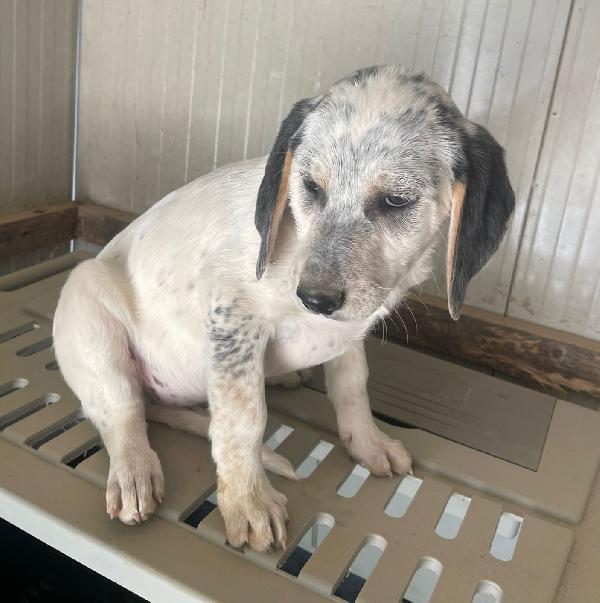 SIRYA MIX SEGUGINA SETTERINA Foto 5